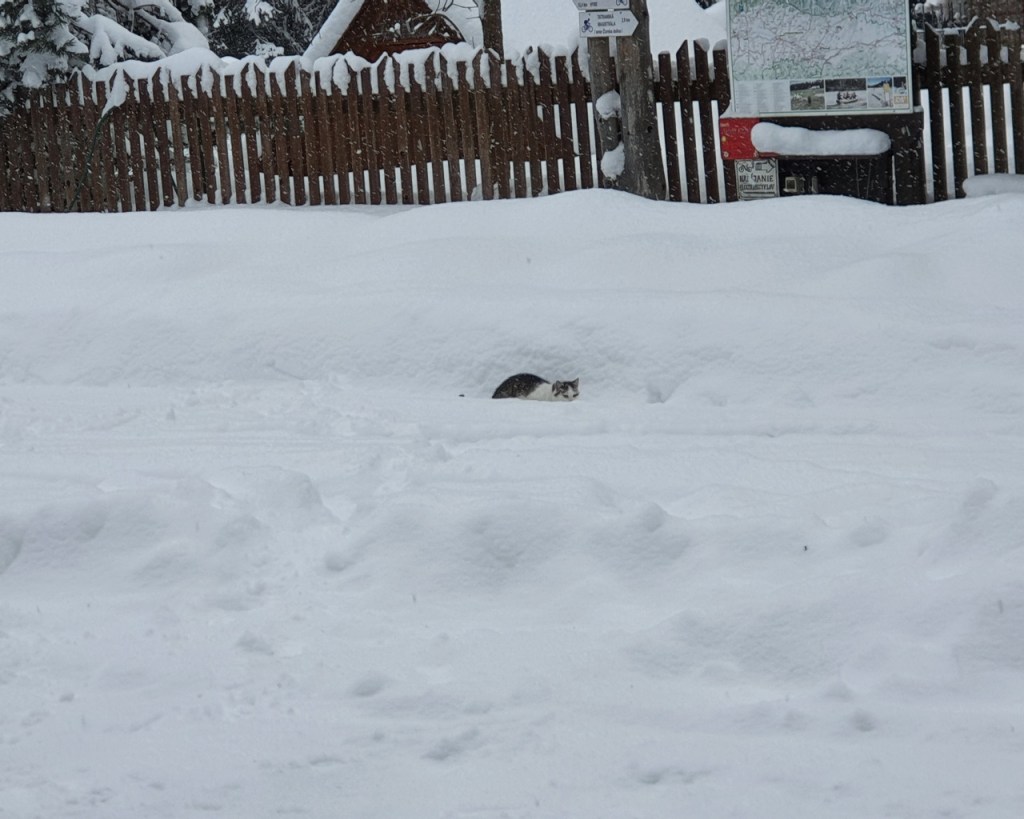Eine Katze ist im Schnee unterwegs, nahe einem kleinen Zaun (© Cornelia Hebrank, 2024)