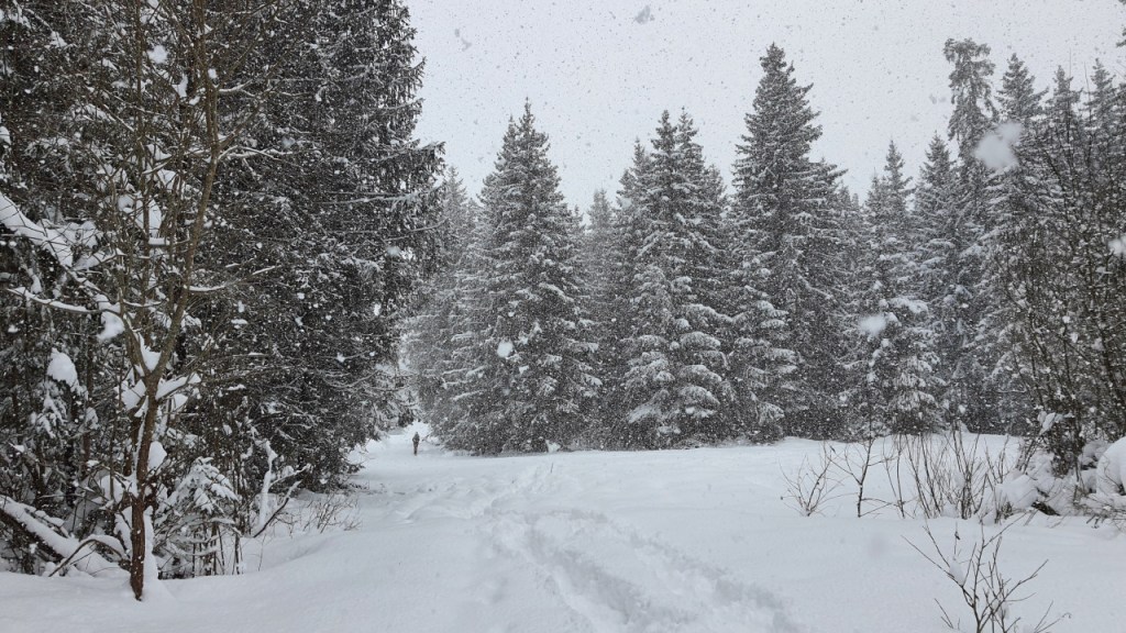 Ein Blick auf den zugeschneiten Waldrand im aufkommenden Schneegestöber (© Cornelia Hebrank, 2024)