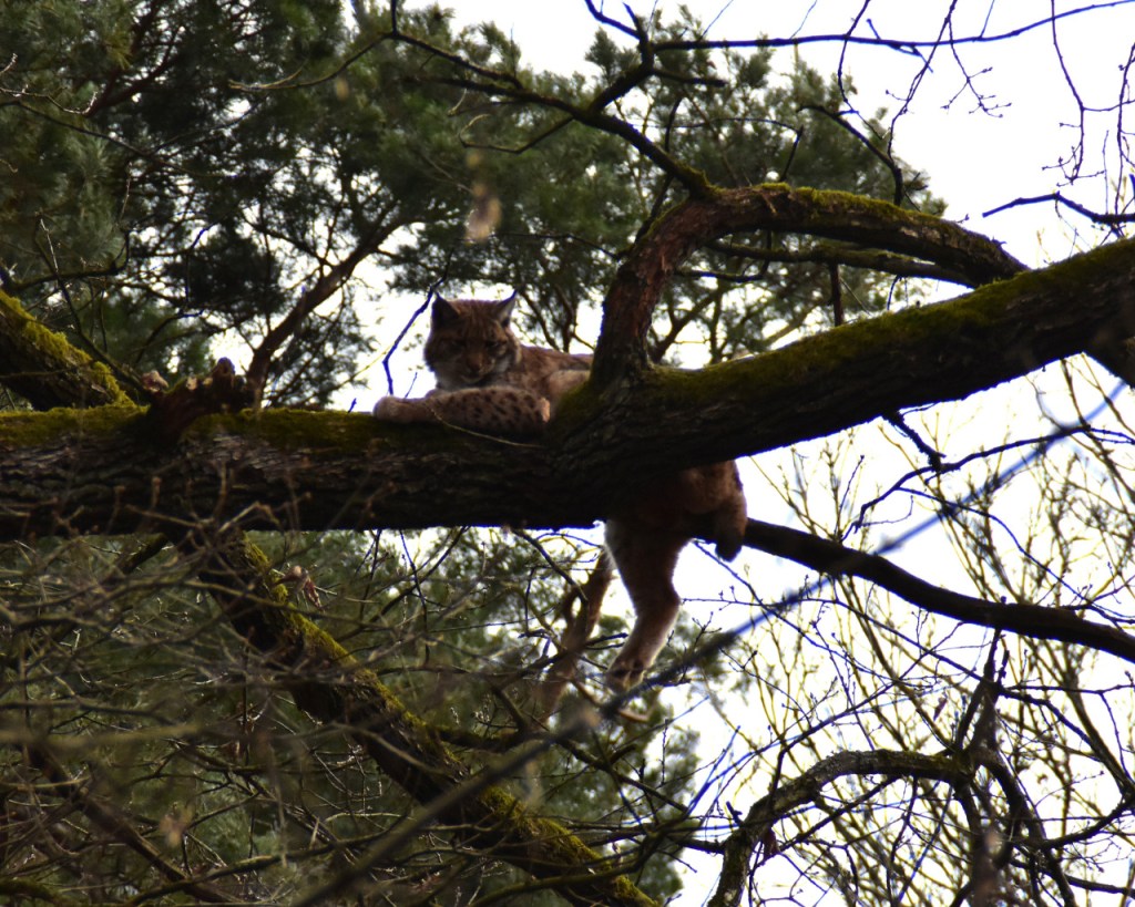 Ein Luchs liegt auf einem dicken Ast im Baum, im Tiergarten Nürnberg (© Cornelia Hebrank, 2024)