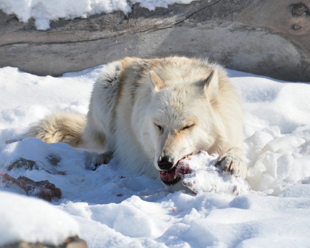 Ein weißer Wolf bein Fressen im Schnee, aufgenommen im Wolf Park (USA) (© Cornelia Hebrank, 2014)