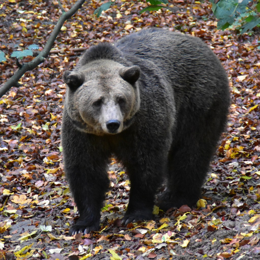 Europäischer Braunbär, aufgenommen im Alternativen Bären- und Wolfspark Worbis (© Cornelia Hebrank, 2022)
