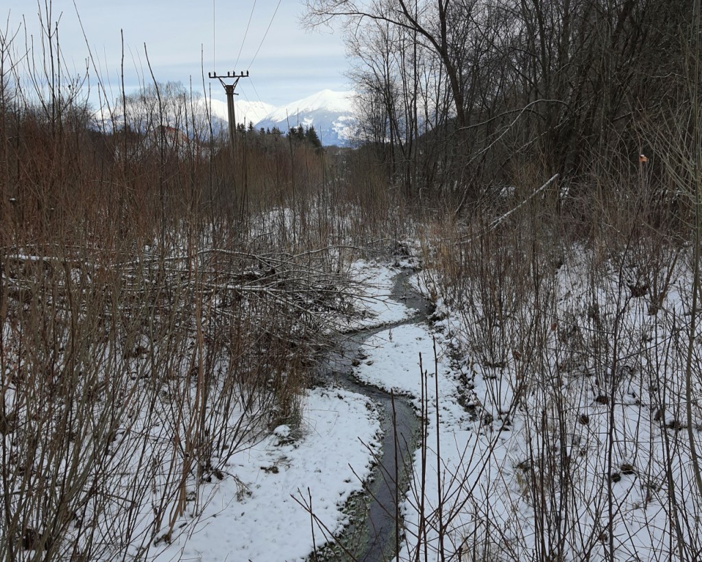 Ein kleines Bächlein, das aus den Büschen kommt (© Cornelia Hebrank, 2024)
