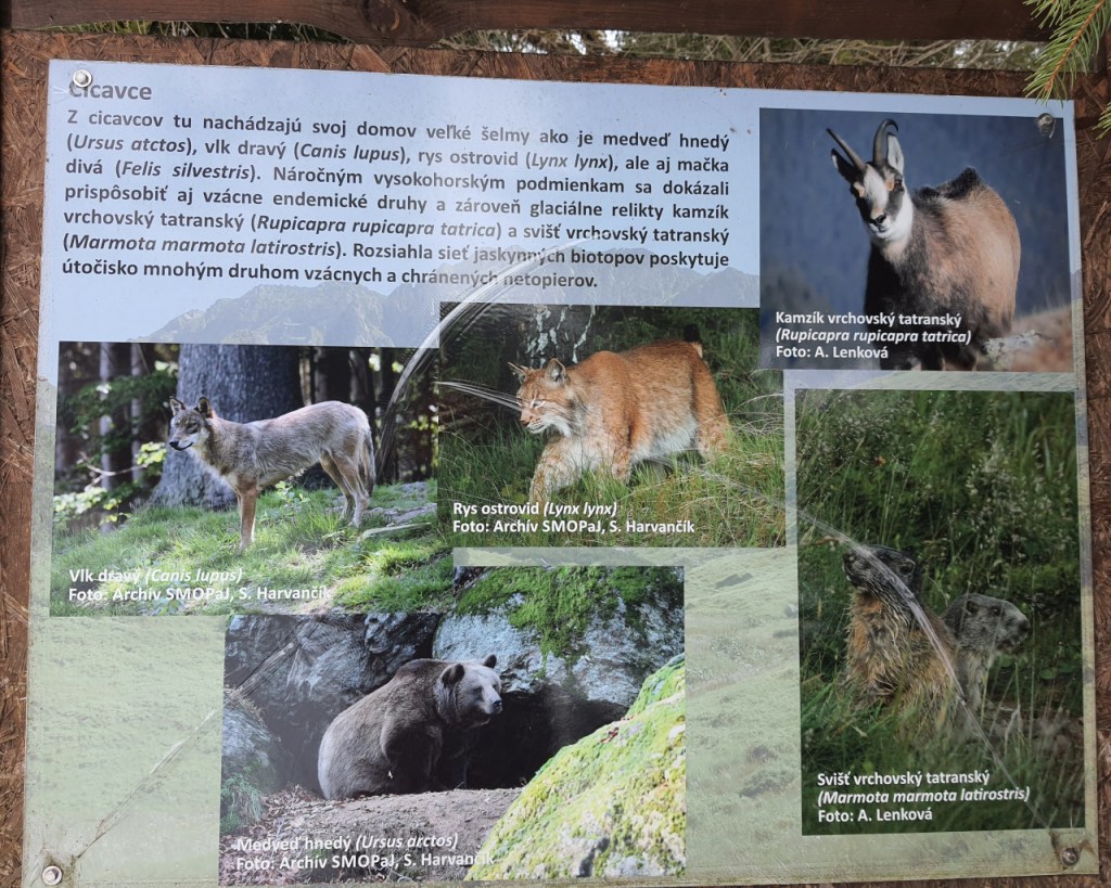 Ein Plakat mit verschiedenen Säugetieren (© Cornelia Hebrank, 2024)