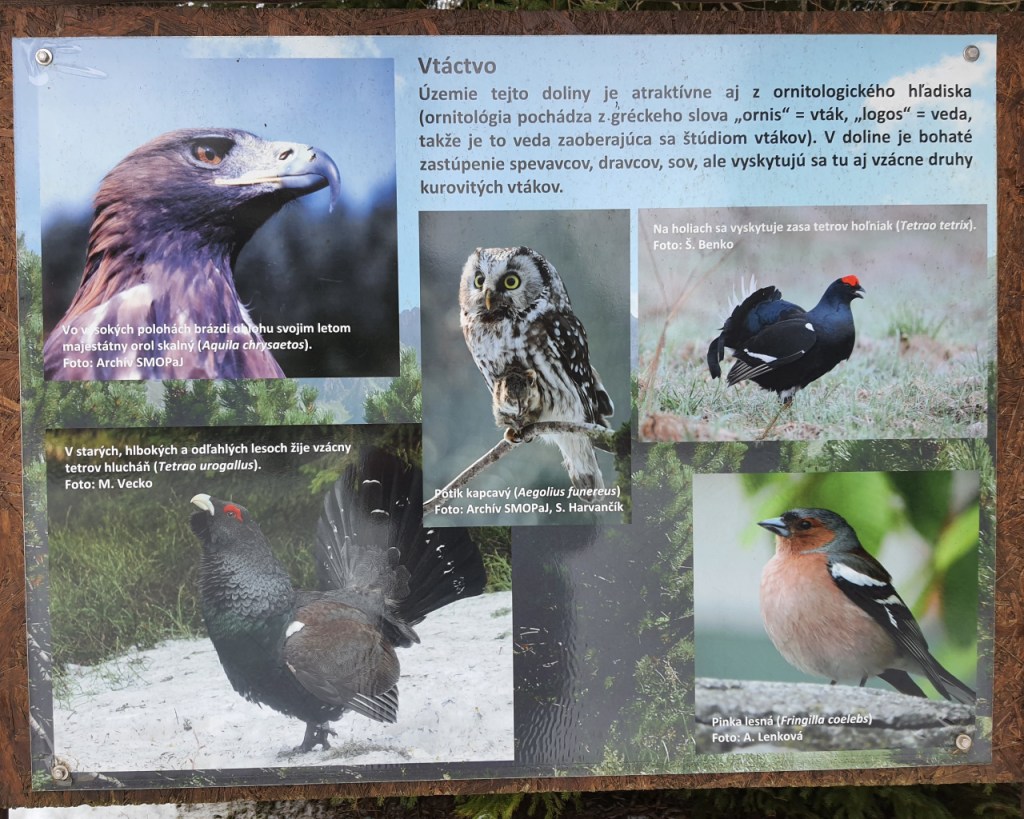 Ein Plakat mit verschiedenen Vogelarten (© Cornelia Hebrank, 2024)