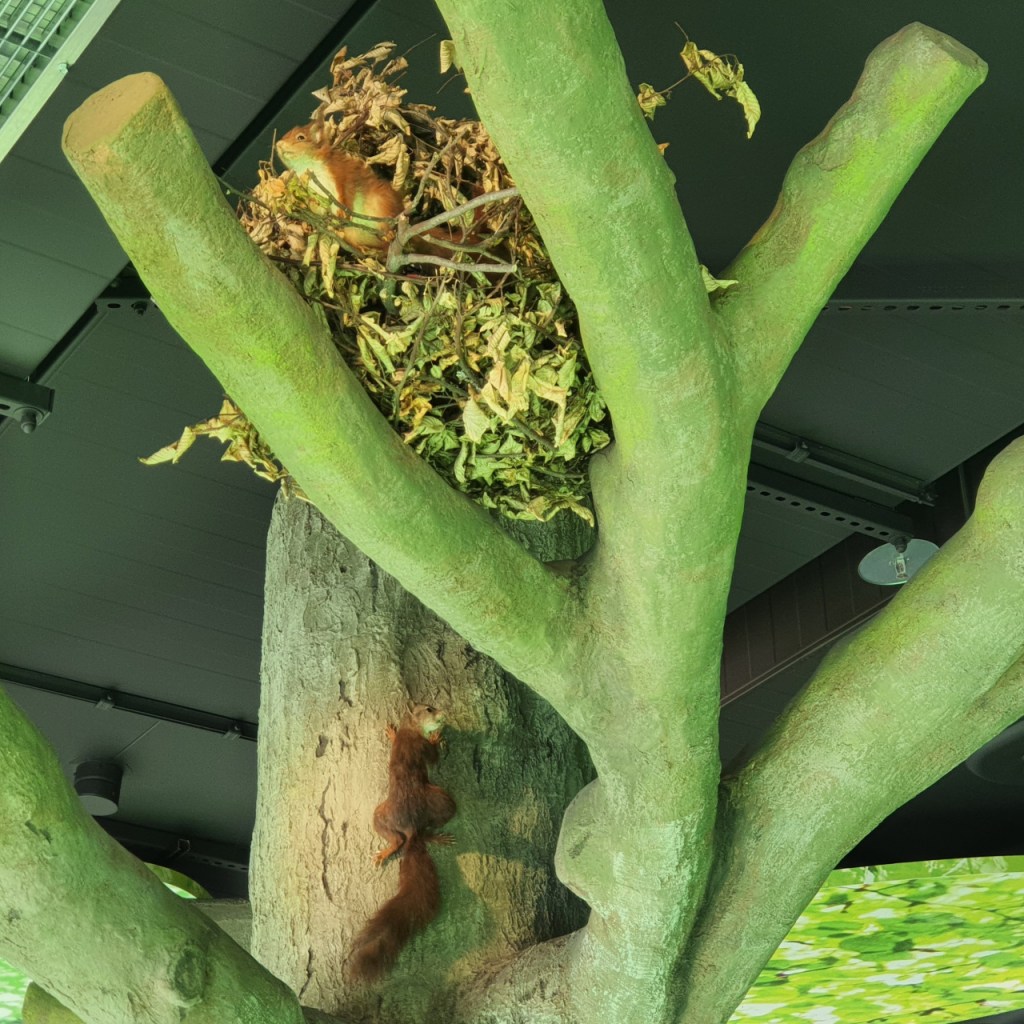 Ein Ausstellungs-"Baum" mit Eichhörnchen-Nest (© Cornelia Hebrank, 2025)