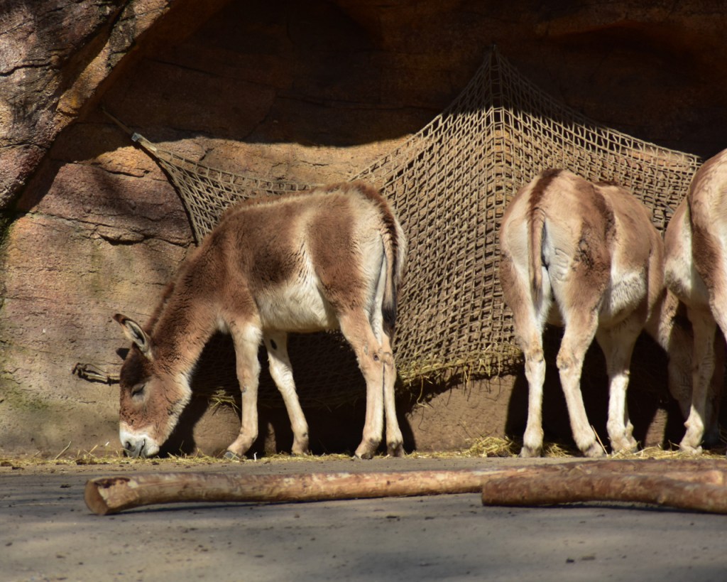 Onager beim Fressen (© Cornelia Hebrank, 2025)