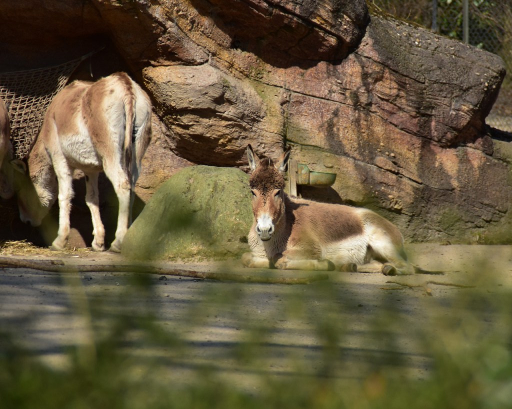 Kurzausflug nach Hamburg: Wildtier-Ausstellung und&nbsp;Tierpark