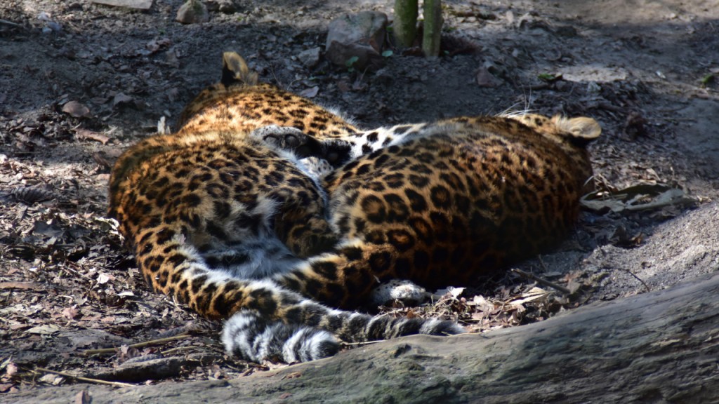 zwei nordchinesische Leoparden liegen nebeneinander in der Sonne (© Cornelia Hebrank, 2025)
