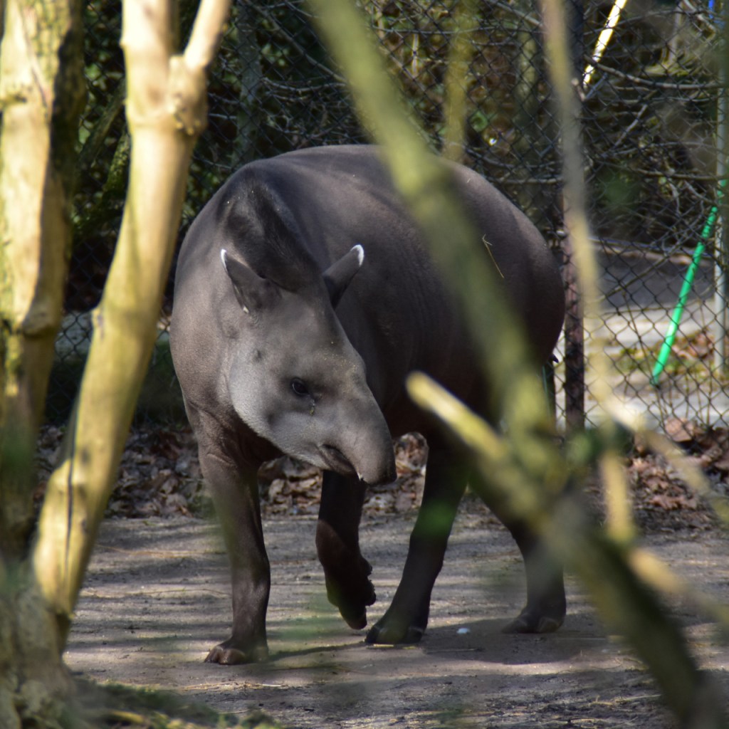 Flachland-Tapier läuft zwischen einigen Ästen durch (© Cornelia Hebrank, 2025)