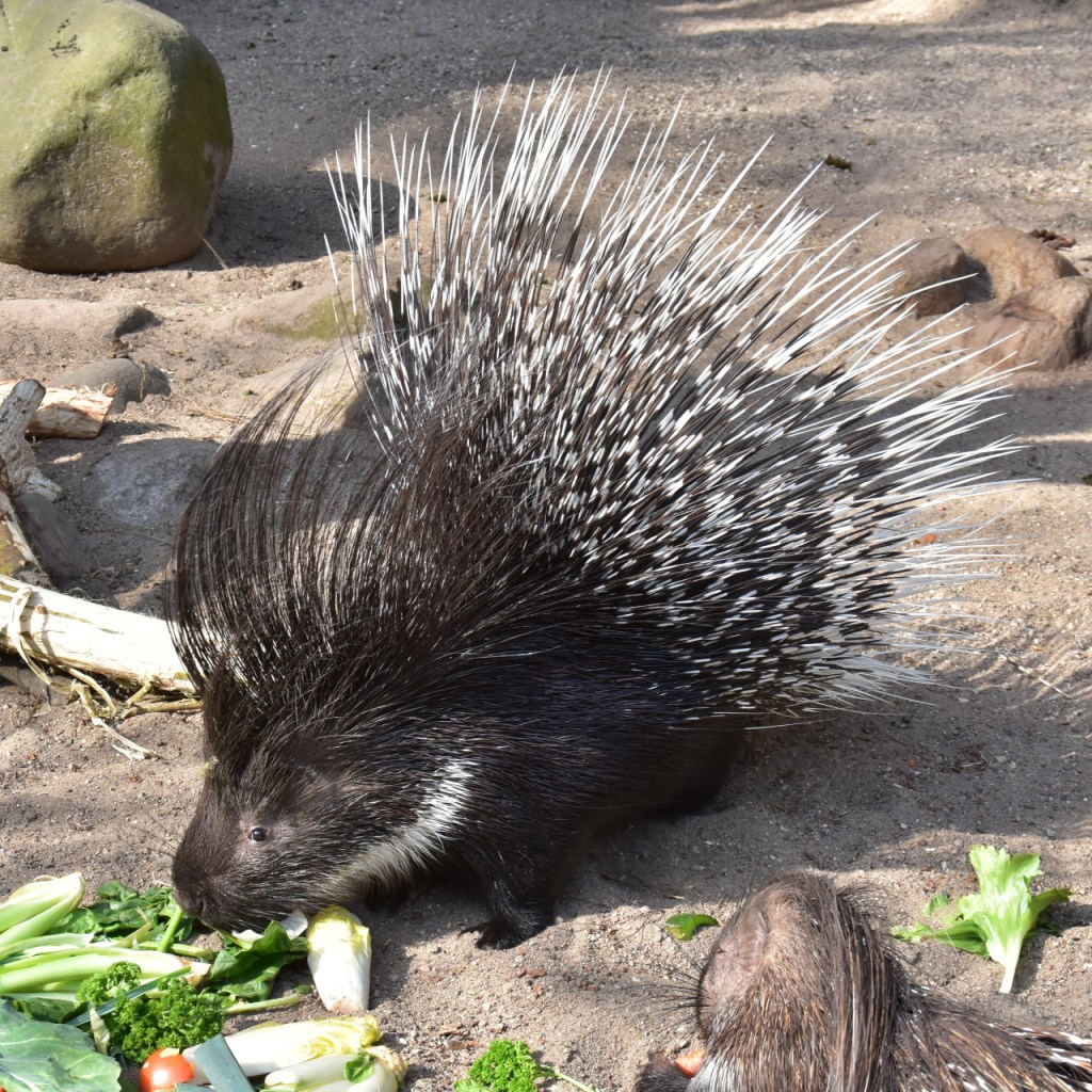 Stachelschwein futtert Salatblätter und hat dabei die Stacheln ein Stück weit aufgestellt (© Cornelia Hebrank, 2025)