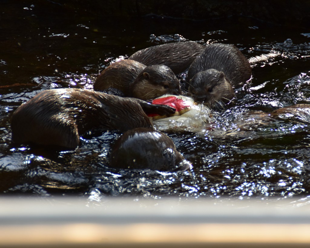 Einige Otter spielen im Wasser mit einem Ball (© Cornelia Hebrank, 2025)