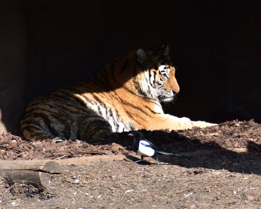 Eine Elster stolziert vor einem liegenden Tiger vorbei (© Cornelia Hebrank, 2025)