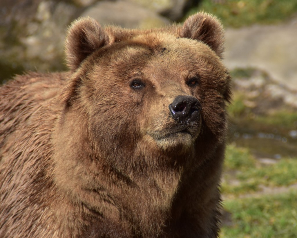 Ein Kamtschatkabär schaut erwartungsvoll in unsere Richtung (© Cornelia Hebrank, 2025)