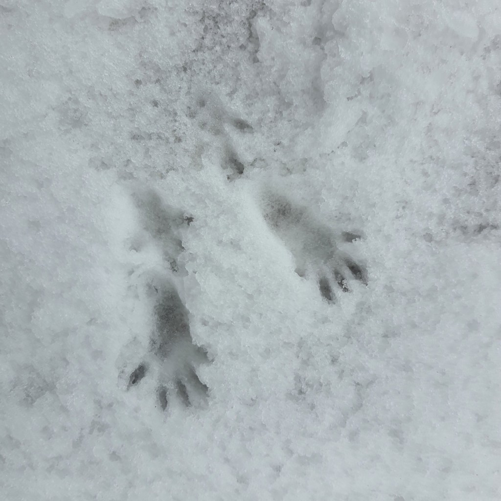 Spuren eines Eichhörnchens (© Cornelia Hebrank, 2024)