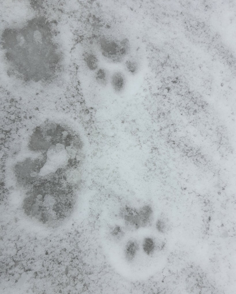 Luchsspuren im Schnee (© Cornelia Hebrank, 2024)