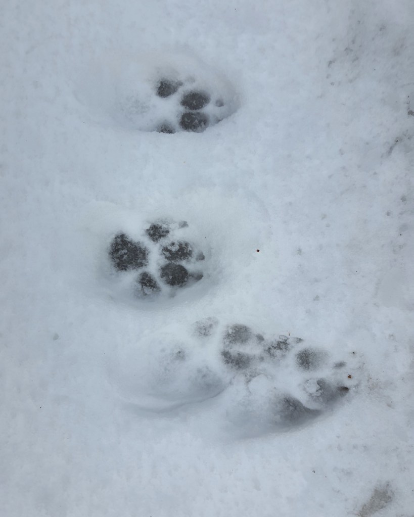 Wolfsspuren im Schnee (© Cornelia Hebrank, 2024)