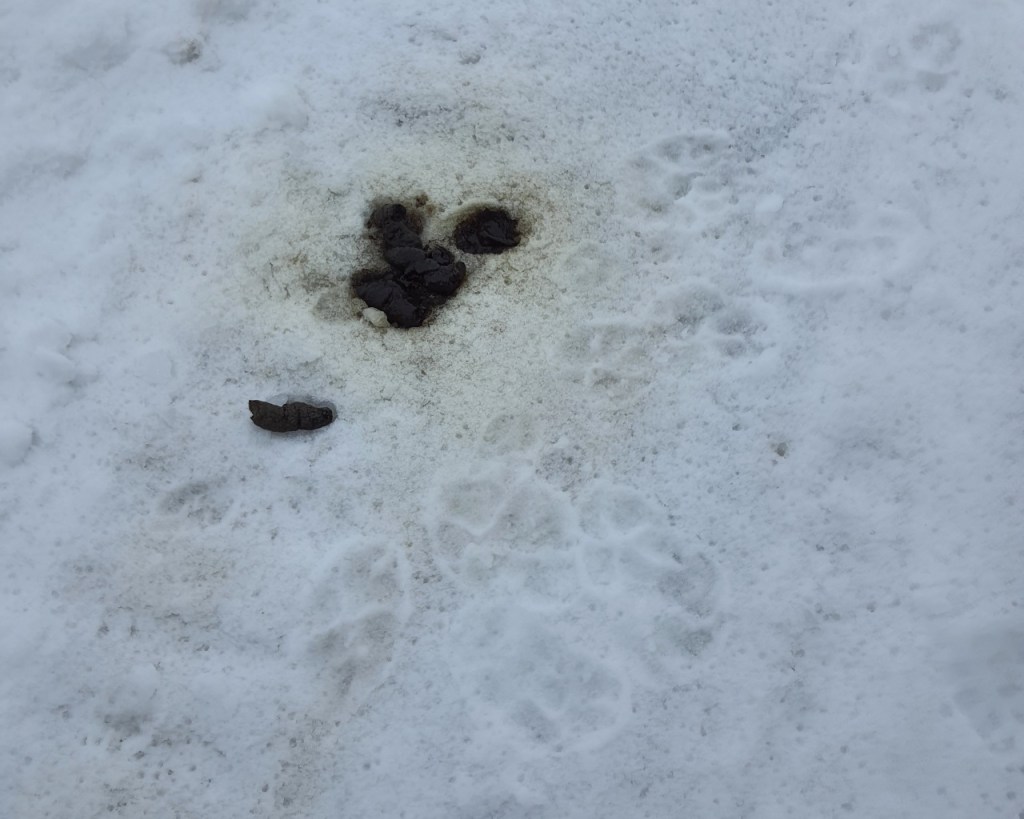 Ein Haufen Wolfskot umgeben von Spuren im Schnee (© Cornelia Hebrank, 2024)