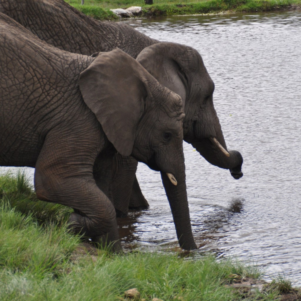 Zwei Elefanten trinken und steigen in ein Wasserloch (© Cornelia Hebrank, 2013)