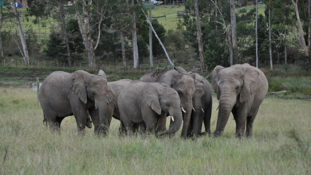 Elefantenherde auf einer Wiese, mit kleinem Zaun und Gebäuden im Hintergrund (© Cornelia Hebrank, 2013)