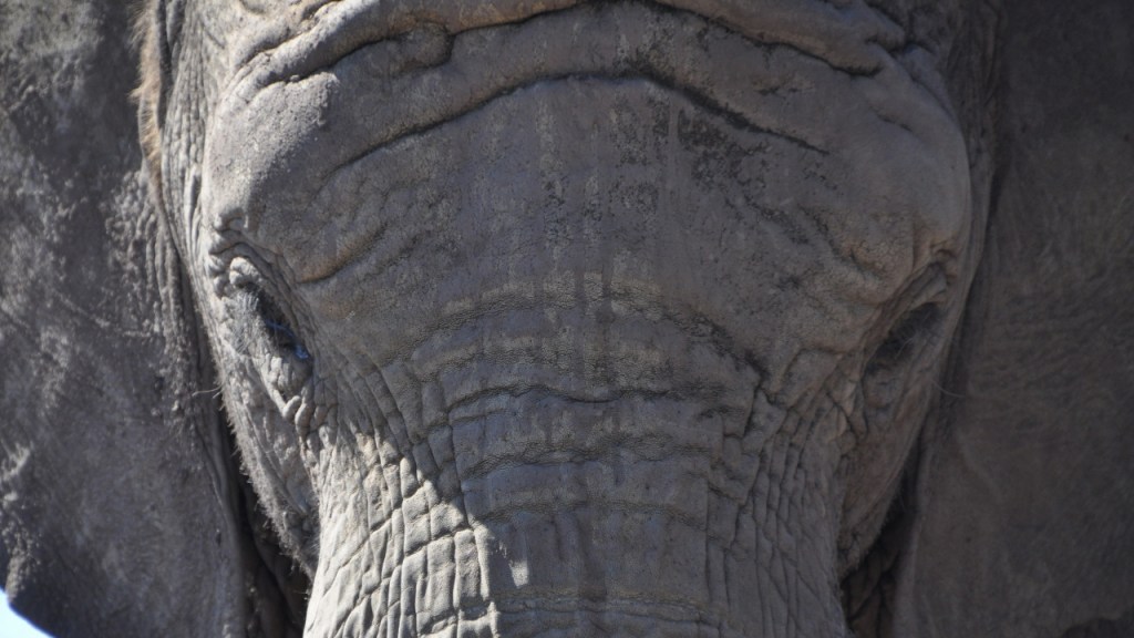 Nahaufnahme eines Elefantengesichts (© Cornelia Hebrank, 2013)