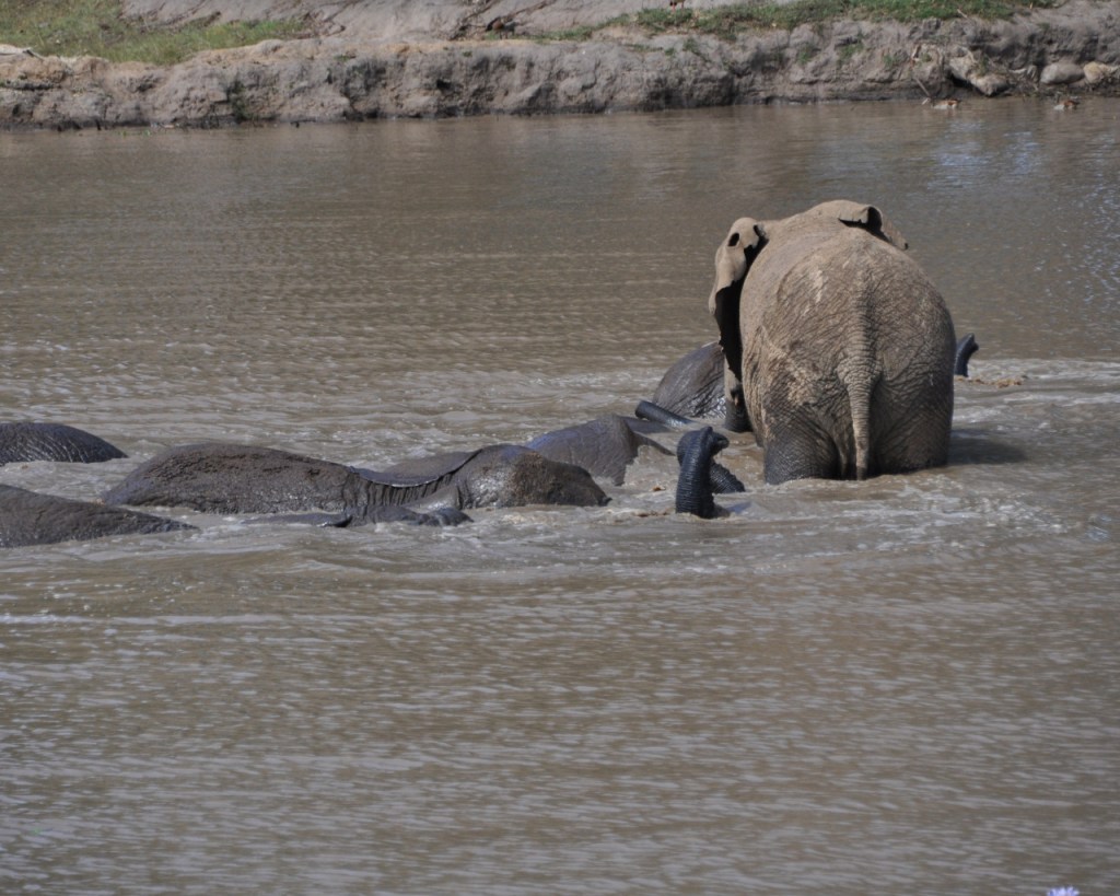 Elefantenherde beim Baden - teilweise schauen nur noch kleine Teile des Tieres heraus (© Cornelia Hebrank, 2013)