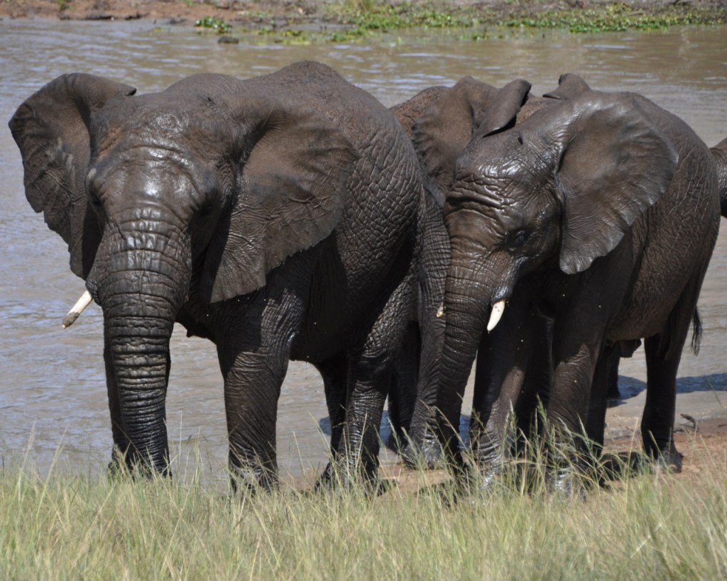 Elefanten – Graue&nbsp;Giganten