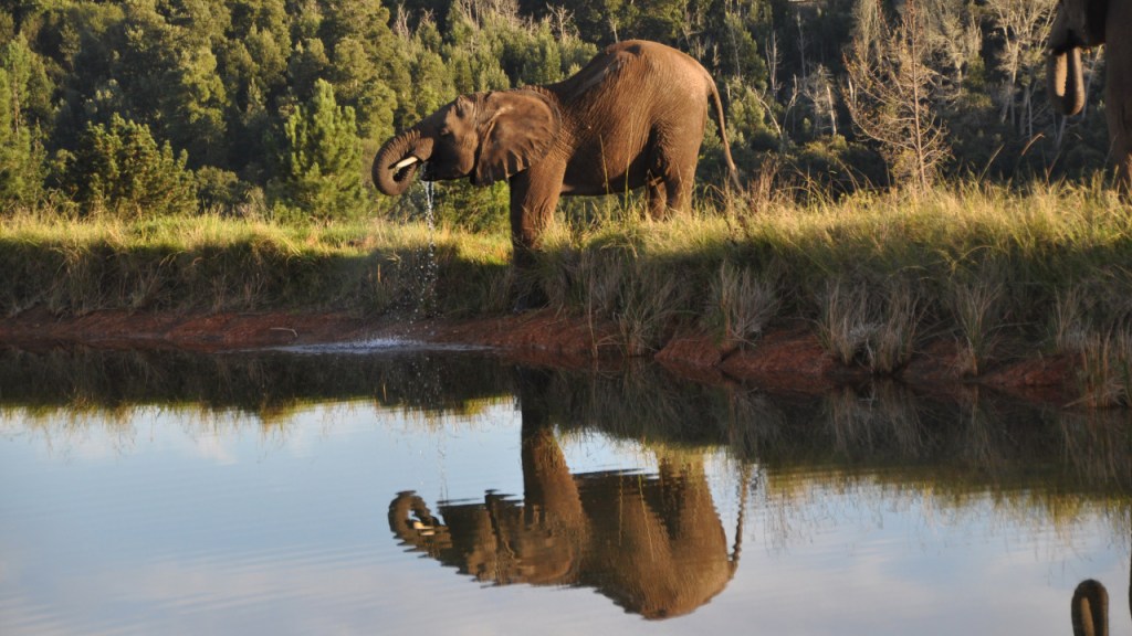 Ein Elefant trinkt vom Rand eines kleines Sees, in dem sich die Szene spiegelt (© Cornelia Hebrank, 2013)