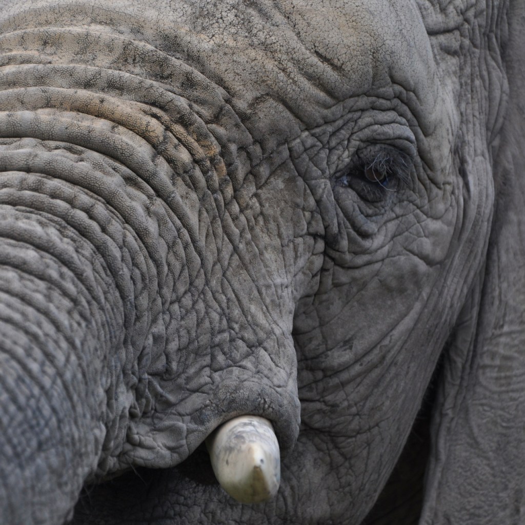 Nahaufnahme eines Elefantengesichts von seitlich unten mit Sicht auf den Stoßzahn (© Cornelia Hebrank, 2013)