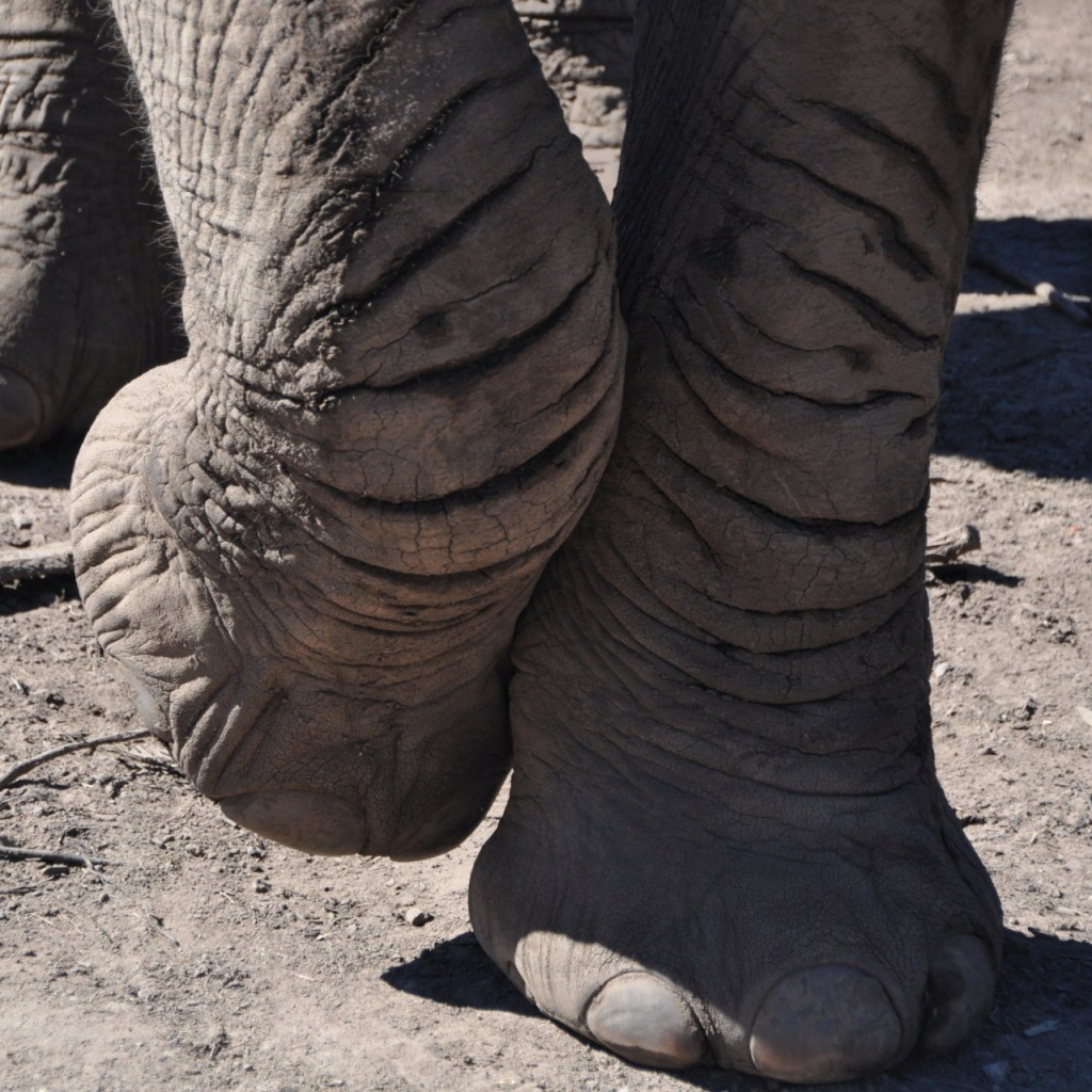 Nahaufnahme der Beine und Füße eines Elefanten (© Cornelia Hebrank, 2013)