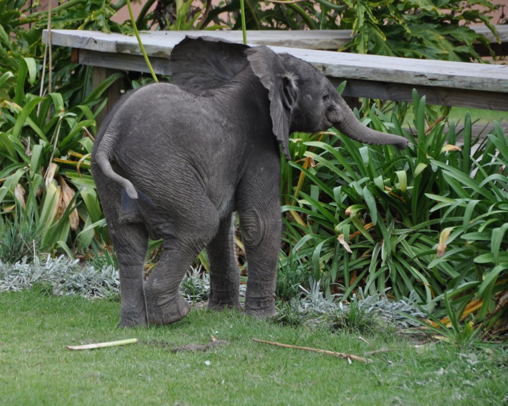 Ein junges Elefanten-Baby im Garten des Parks (© Cornelia Hebrank, 2013)
