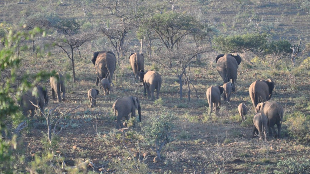 Blick aus der Ferne auf eine verstreut laufende Elefantenherde, die gemächlich von der Kamera weg läuft (© Cornelia Hebrank, 2016)