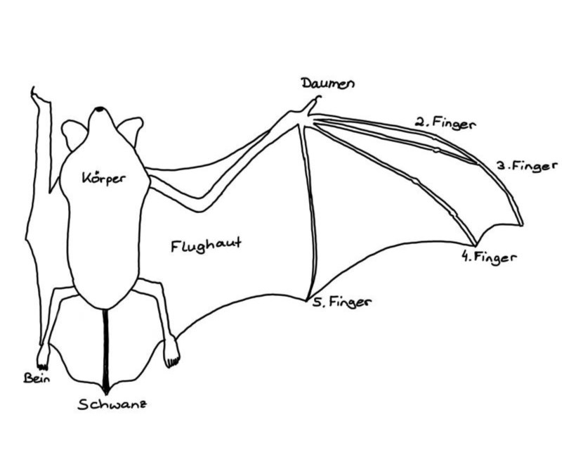 Grobe anatomische Skizze einer Fledermaus