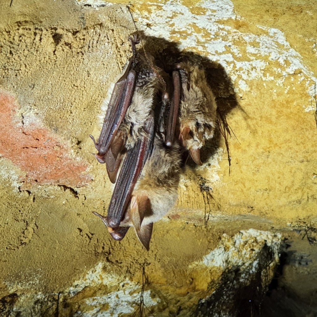 Drei verschiedenen Fledermausarten hängen zusammen von der Decke (© Cornelia Hebrank, 2025)