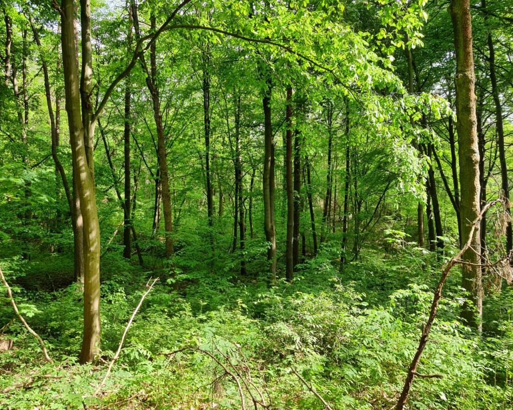 Ein naturnaher Wald (© Cornelia Hebrank, 2022)