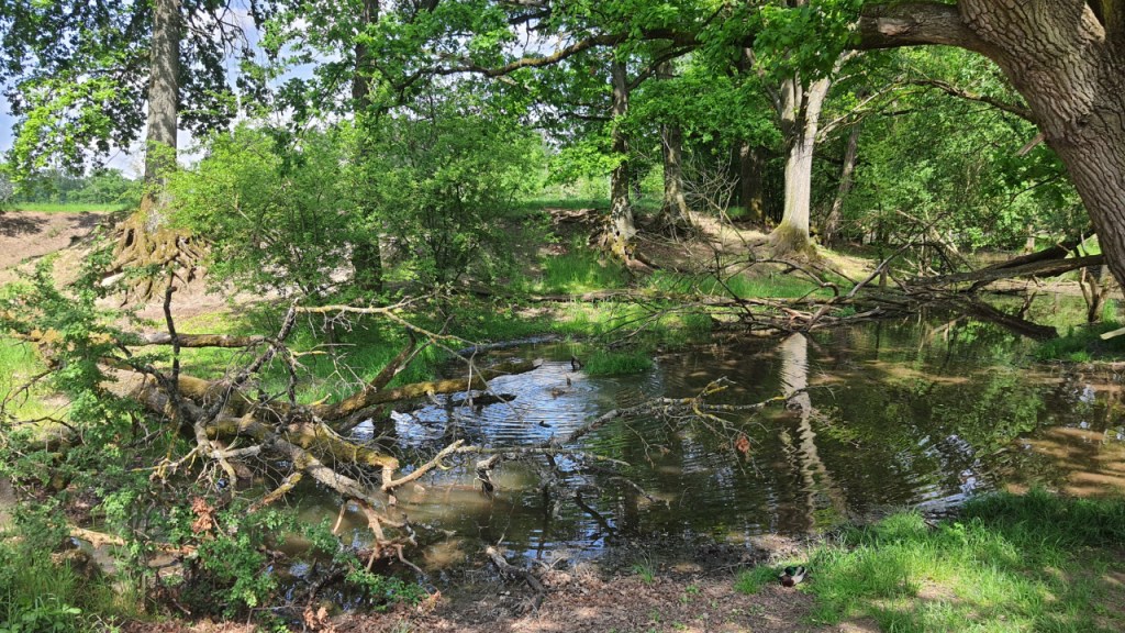 Blick auf einen kleinen Teich unter alten Bäumen (© Cornelia Hebrank, 2024)