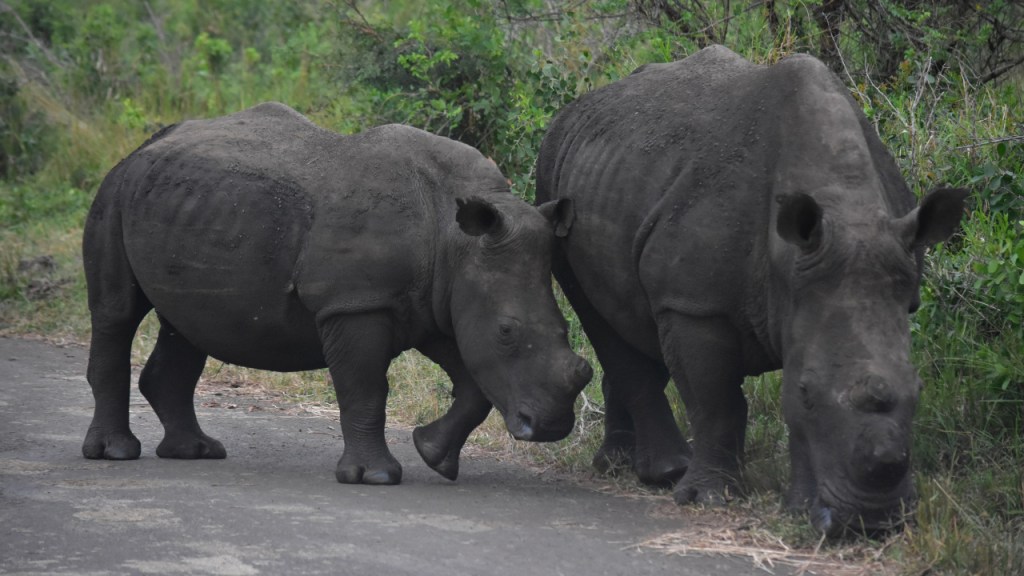 (© Cornelia Hebrank, 2024)