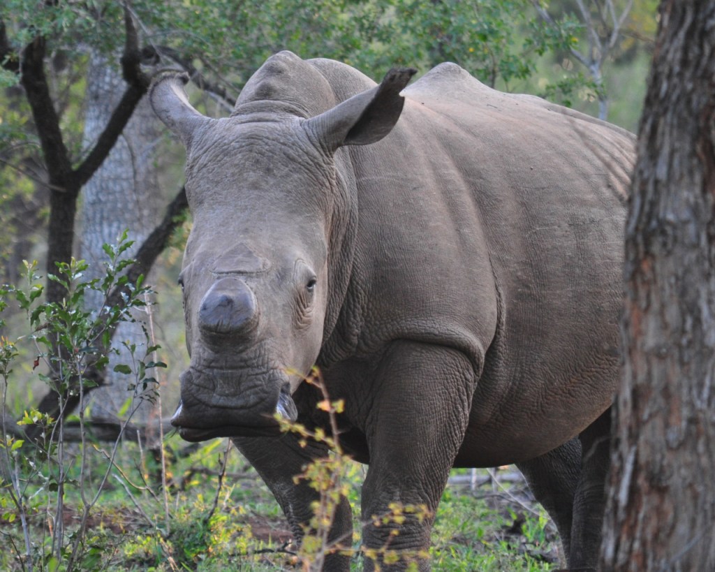 Nashörner – Bedrohte&nbsp;Panzertiere