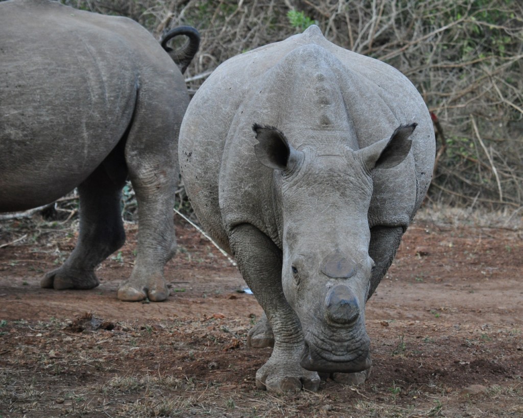 Ein breites, enthorntes Breitmaulnashorn von vorne (© Cornelia Hebrank, 2016)