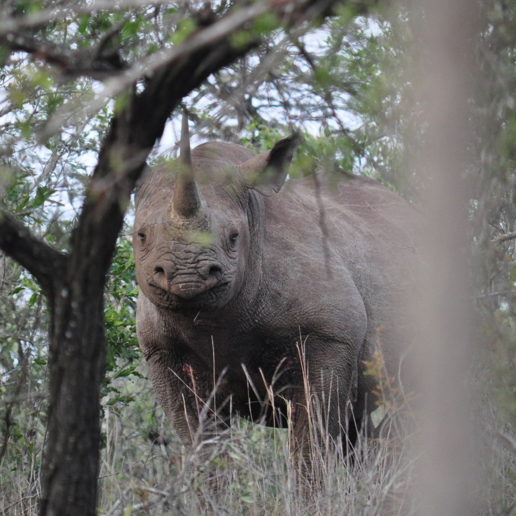 Portrait eines Spitzmaulnashorns (© Cornelia Hebrank, 2016)