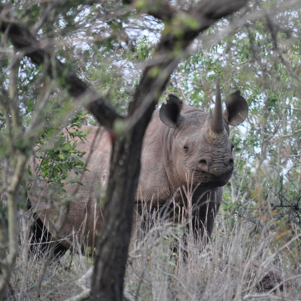 Spitzmaulnashorn im Gesträuch (© Cornelia Hebrank, 2016)