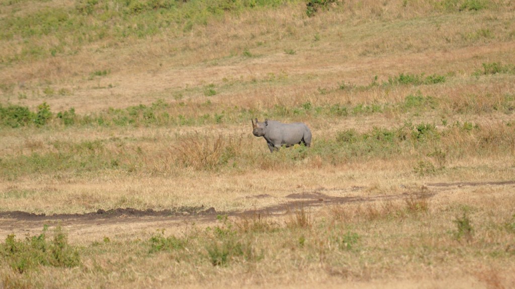 Spitzmaulnashorn auf einer begrasten Ebene (© Cornelia Hebrank, 2016)