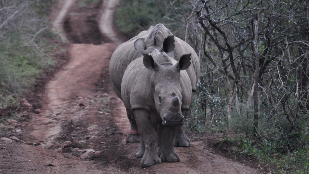 Ein Breitmaulnashorn-Jungtier läuft vor seiner Mutter auf einem Weg entlang (© Cornelia Hebrank, 2016)