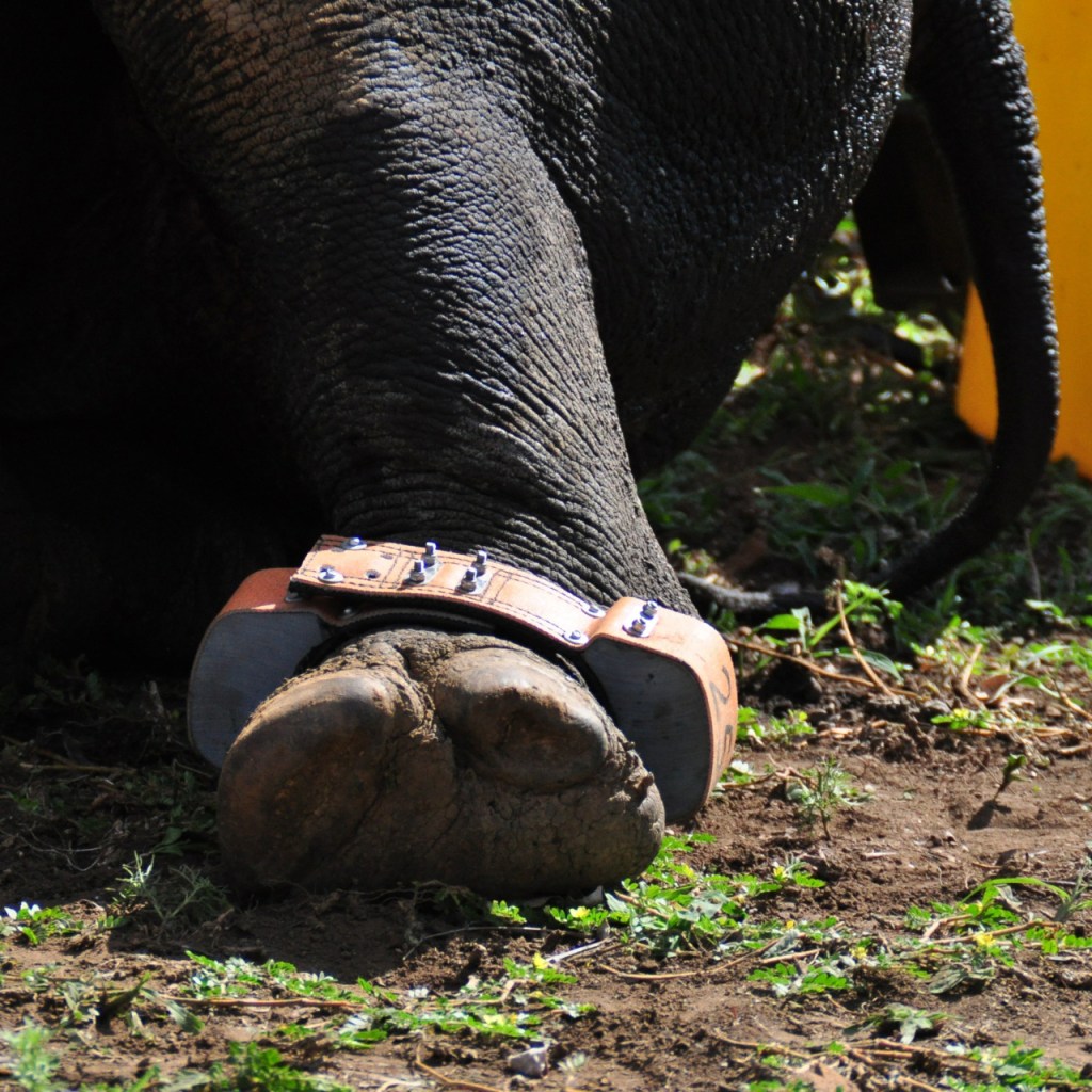 Hinterbein eines Nashorns mit einem Trackingband (© Cornelia Hebrank, 2016)