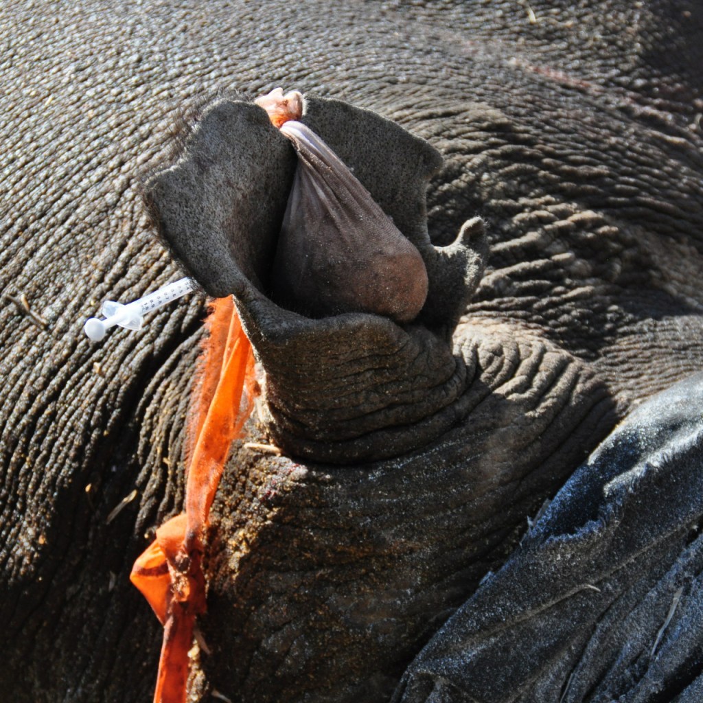 Nashorn bei der Enthornung mit Ohrenschutz und Tuch über den Augen (© Cornelia Hebrank, 2016)