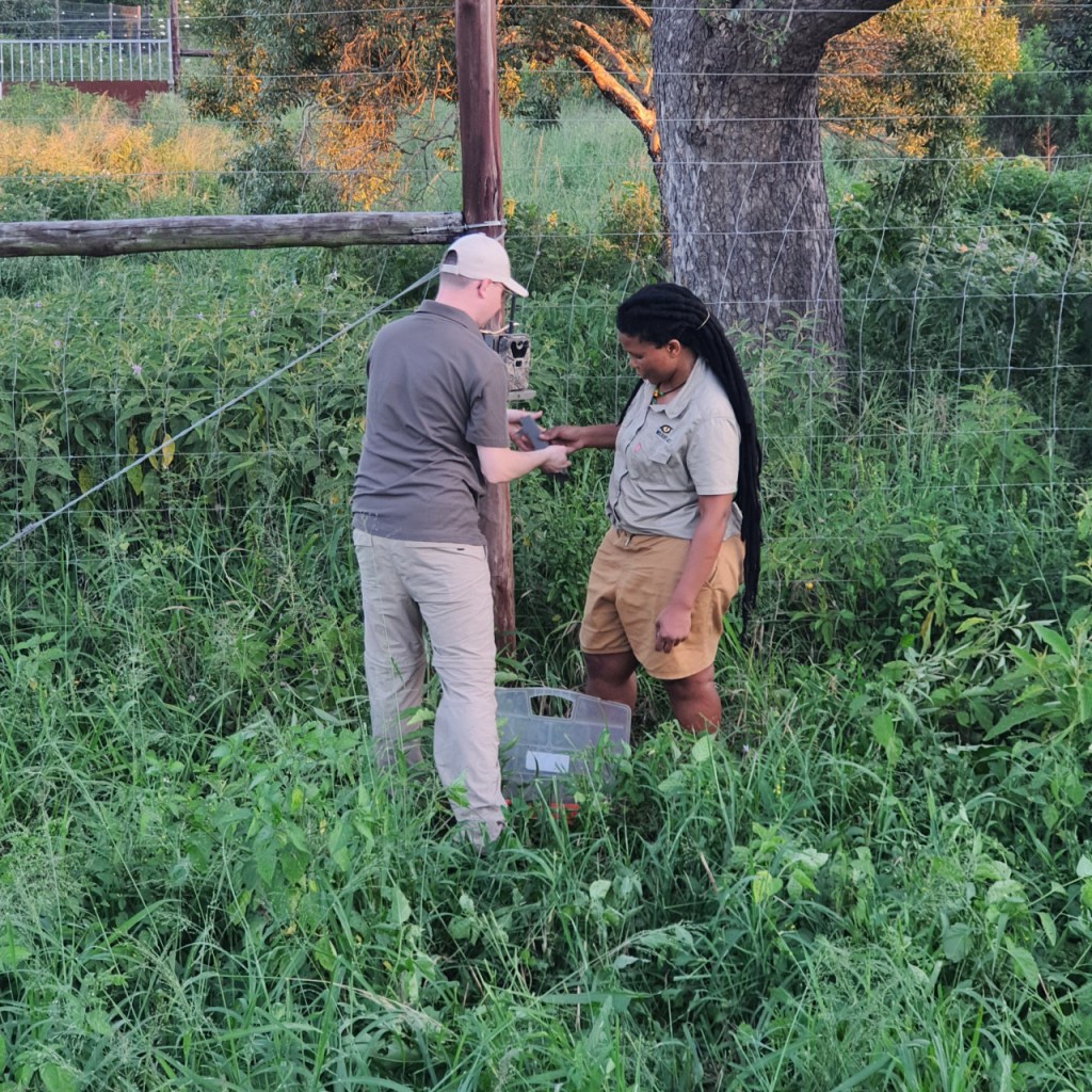 Sebastian und unsere Monitorin bringen eine Wildkamera am Zaun der Boma an (© Cornelia Hebrank, 2024)