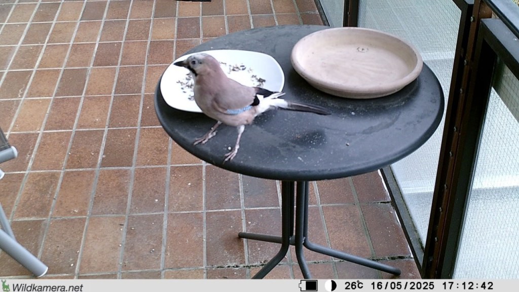 Bild einer Wildkamera mit einem Ausschnitt unseres Balkons mit einem Eichelhäher (© Cornelia Hebrank, 2025)