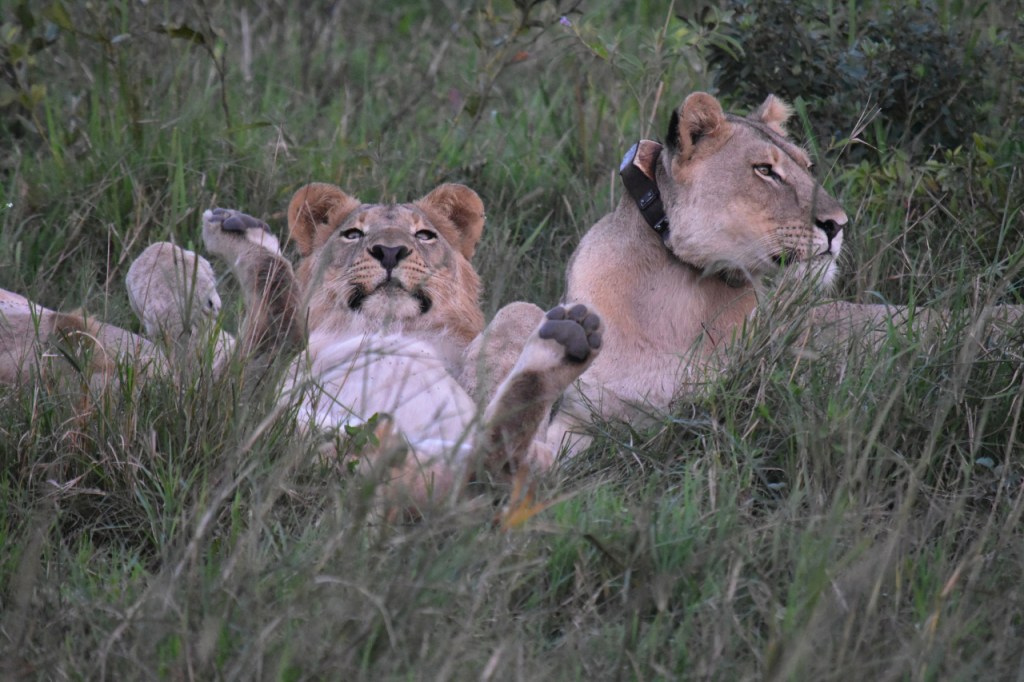 Mehrere Löwen im hohen Gras, eine Löwin dabei mit Halsband (© Cornelia Hebrank, 2024)