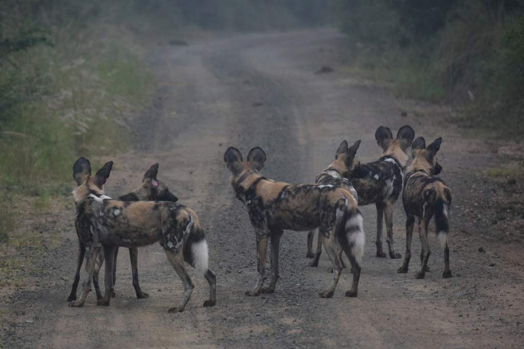 Eine Gruppe von Hyänenhunden mit einem mit Halsband (© Cornelia Hebrank, 2024)