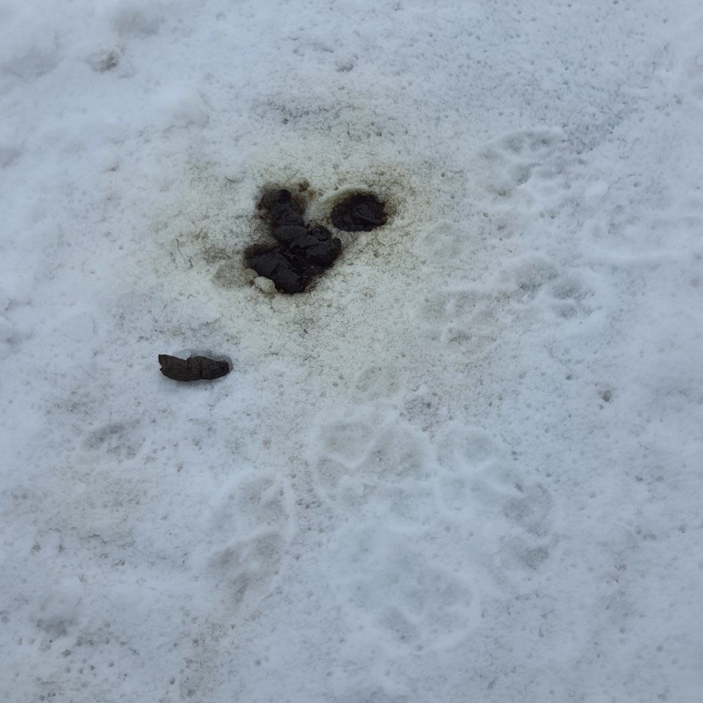 Wolfskot im Schnee (© Cornelia Hebrank, 2024)