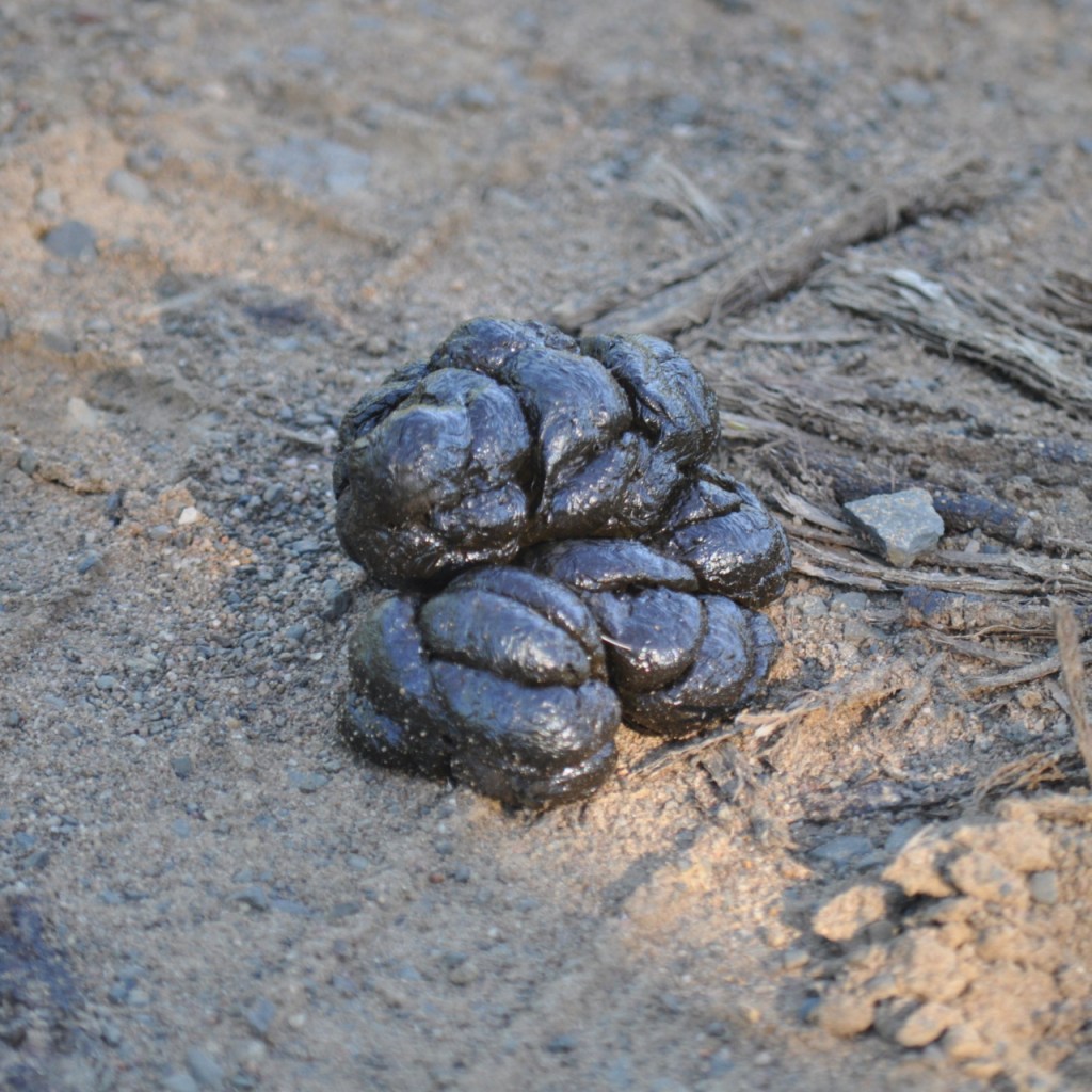 Ein Haufen Kot auf einem Feldweg (© Cornelia Hebrank, 2013)